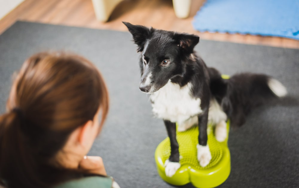 犬用バランスボールの効果は?