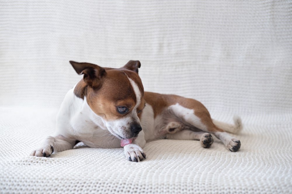 犬のストレス