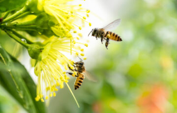 山田養蜂場は家族愛から生まれた会社！現社長・山田英生の想いや蜂蜜づくりのこだわりについて